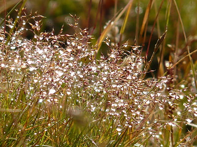 meadow, grass, dew, morgentau, back light, drip, dewdrop