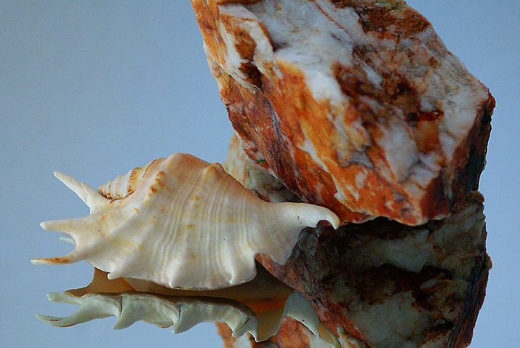 Seashell, Rock, sten, dappled, tekstur, faktura, nuancer af