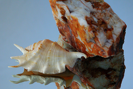 Seashell, Rock, steen, gevlekt, textuur, factuur, grijstinten