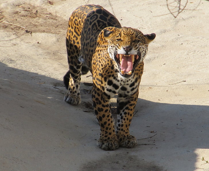 Jaguar, vrčení, vrčení, velká kočka, kočkovitá šelma, savec, predátor