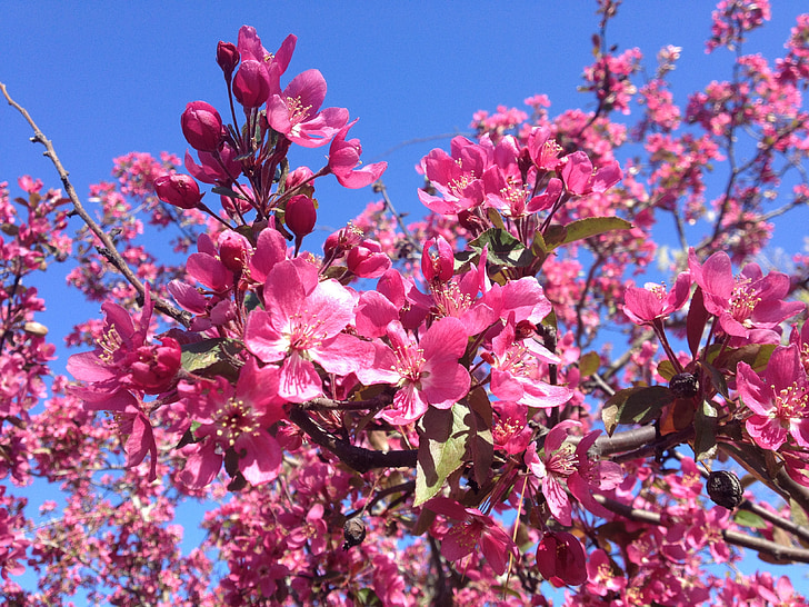 dogwood, árvore de florescência, árvore, -de-rosa, flor, Primavera, flor