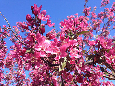 Dogwood, pohon berbunga, pohon, merah muda, mekar, musim semi, bunga