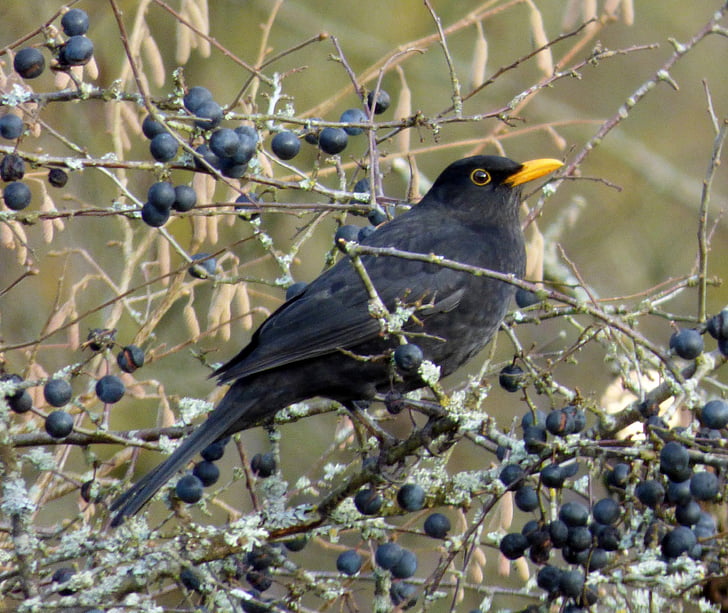 Blackbird, ptak, jagody