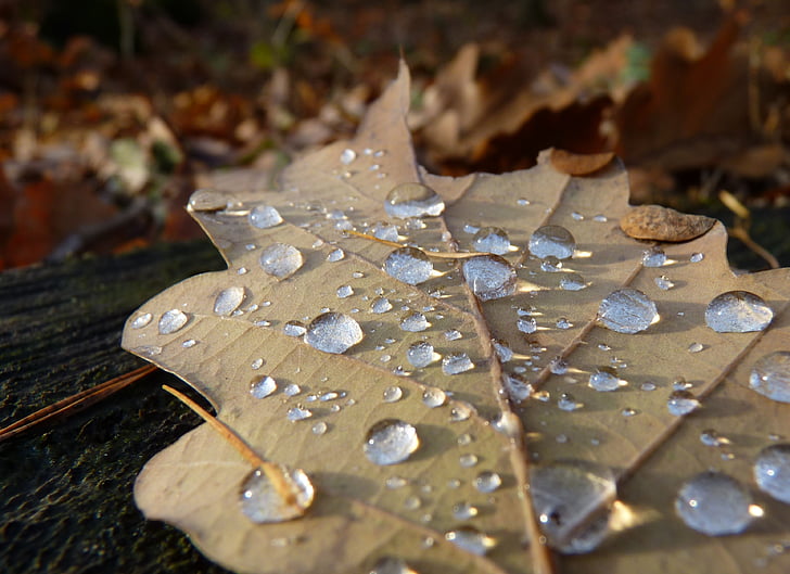 leaf, autumn, drop of water, dew, oak leaf, macro, leaves