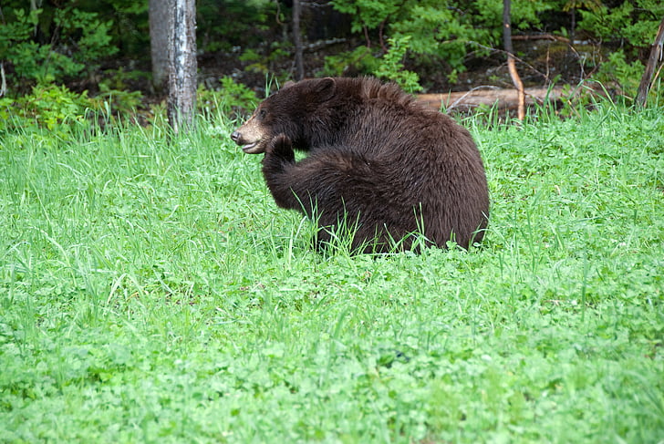 Kanada, nemzeti park, medve, állat, vadon élő állatok, barna medve, az emlősök