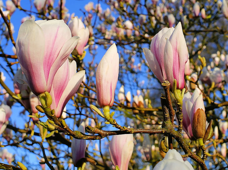 Tulip magnolia, virágok, magnoliengewaechs, dísznövények, blütenmeer, dísznövények, fa