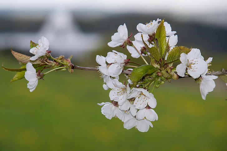 cherry blossom, radio telescope, effelsberg, flowers, white, spring, eifel