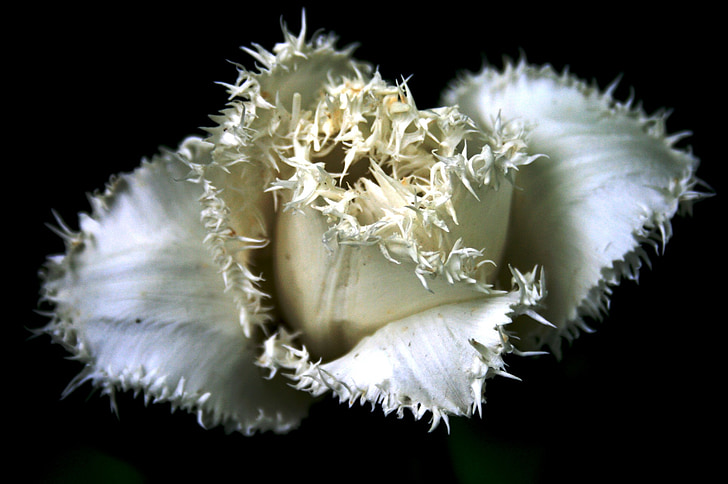 Tulipa, flor, blanc, vores desgastats, frilled, pètals, flor