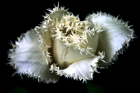 Тюльпан, цветок, Белый, изношенные края, гофрированный, лепестки, Блум