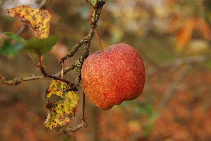 Příroda, ovoce, Jablko, červená, větev, podzim, list