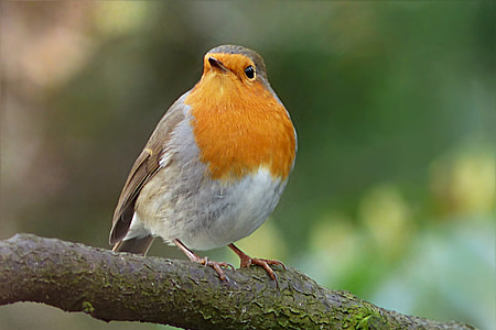 Robin, Erithacus rubecula, oiseau, hiver, jardin, recherche de nourriture, nature