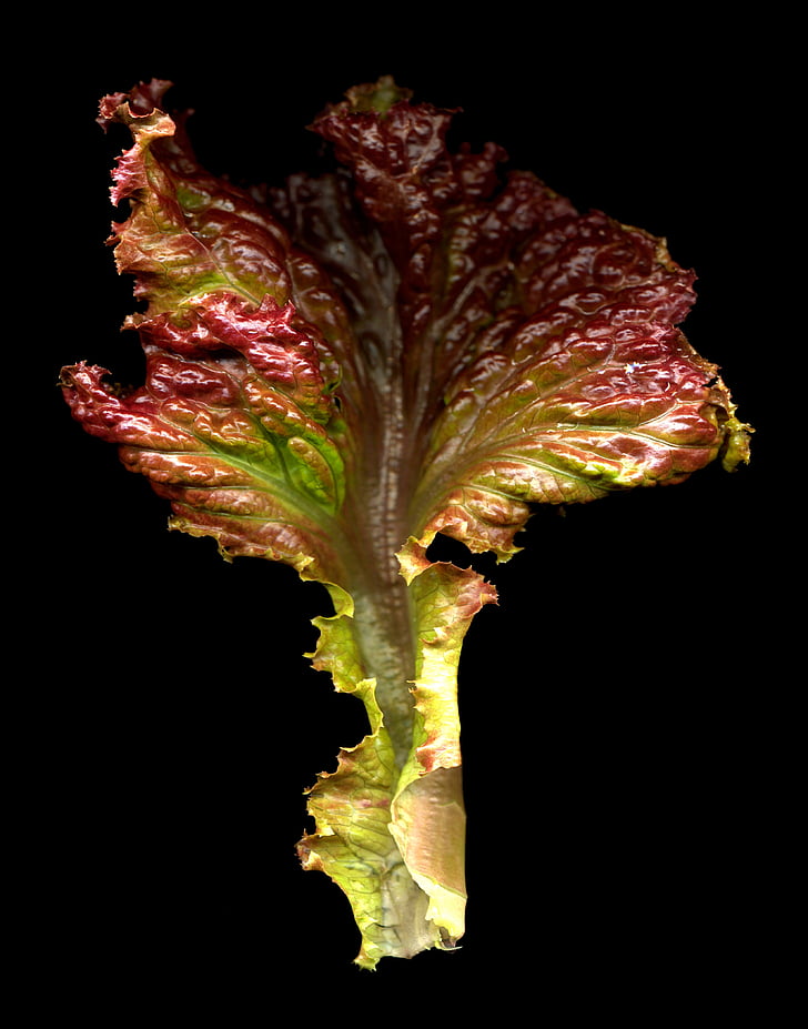 червена маруля листа, салата, храна, пресни, листа, органични, червен