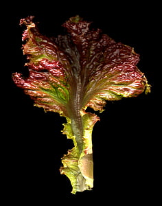 červený salát listový, salát, jídlo, čerstvé, list, organický, červená