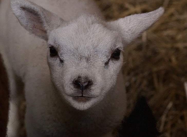 lamb, on texel, animal
