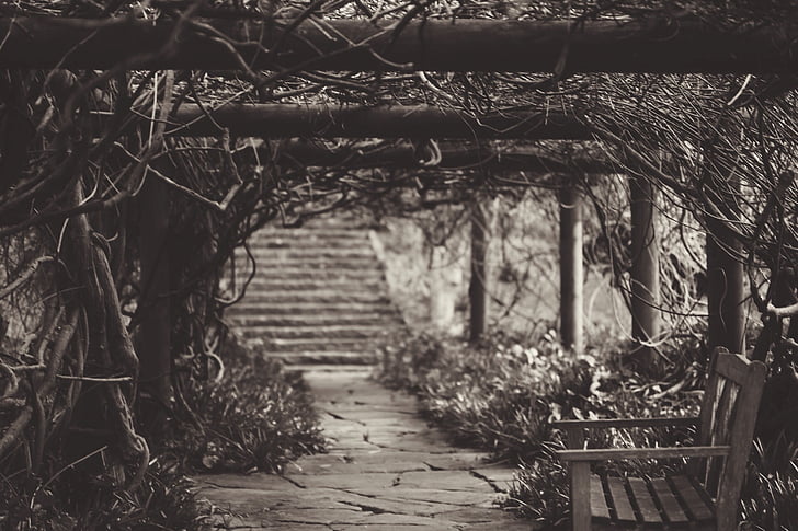 grayscale, photo, bench, vine, covered, walkway, vines