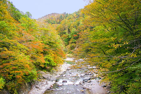Japon, feuilles automnales, Canton d’Akiyama, vallée de, automne, Nagano, Niigata