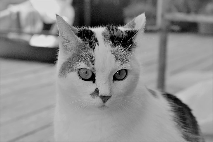 kočka, bílá, zvíře, domácí zvíře, kočičí oči, kočičí obličej, Cat portrét