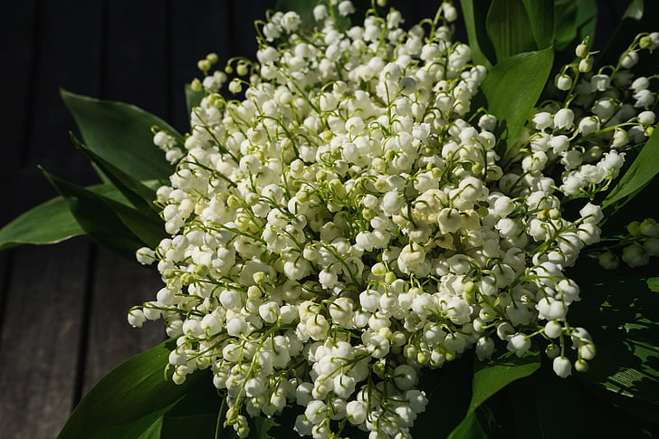 lily of the valley, may, spring, toxic, blossom, bloom, flower