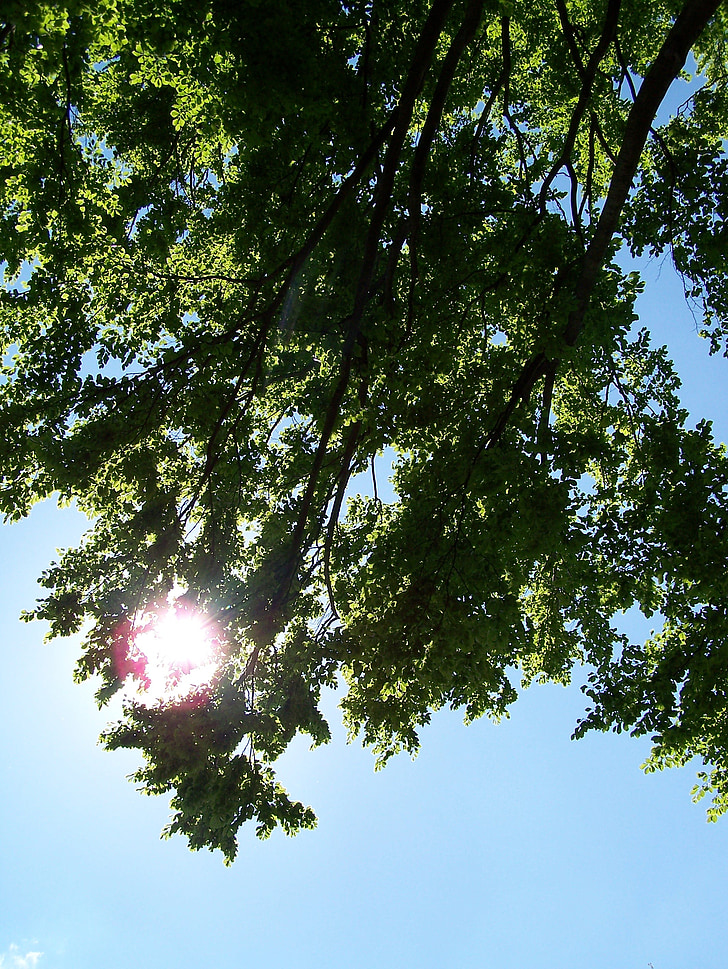 tree, leaves, sky, sun, blue, green