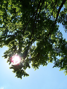 cây, lá, bầu trời, mặt trời, màu xanh, màu xanh lá cây