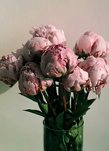 pink, flowers, clear, vase, green,leaf, plant, flower