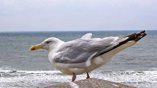 Seagull, laut, Laut Utara, surfing, banjir, seevogel, burung