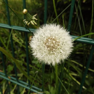 dandelion, flower, plant, white, green, meadow, summer