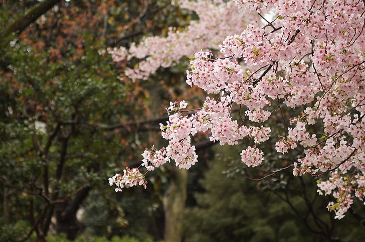 Třešňové květy, třešeň, třešeň, jaro, růžová, květ, strom