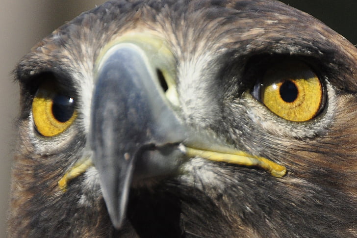 Adler, pájaro, ojos, Ave de rapiña, Raptor, águila de oro, cerrar