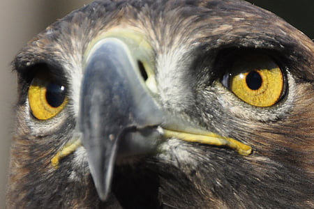 Adler, uccello, occhi, uccello della preda, Raptor, Aquila d'oro, chiudere