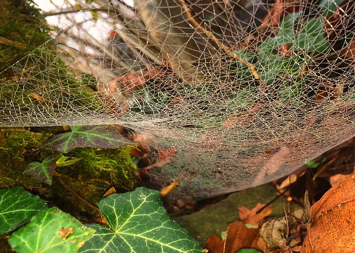 otoño, animales, tela de araña