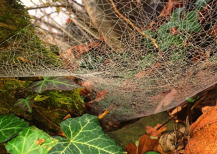 jesen, životinje, paukova mreža