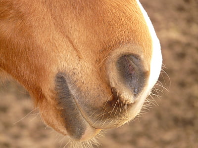 кон, ноздрите, носната отваряне, устата, животните, създание, ферма