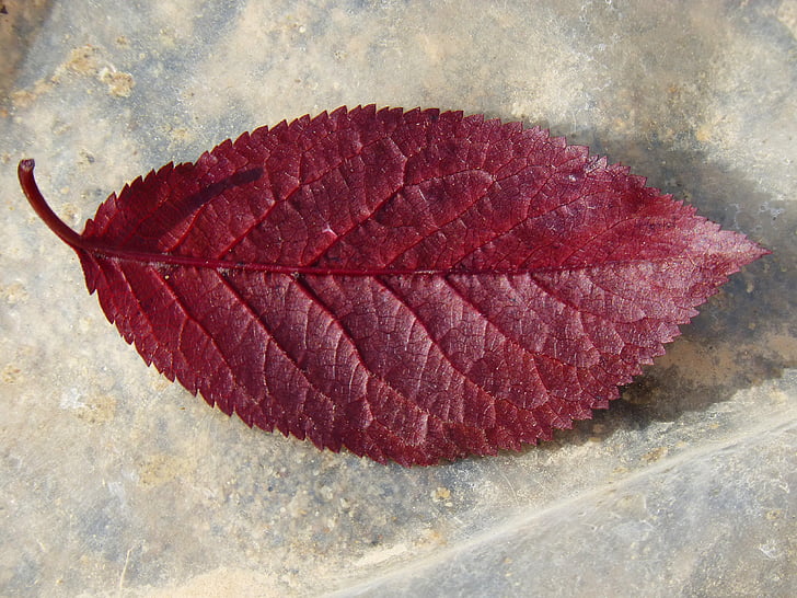 plum leaf, red leaf, reverse