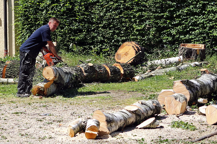 forest workers, person, landscape gardener, workers, chainsaw, tree, saw