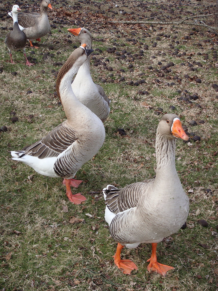 goose, geese, ducks, animal, nature, grass, duck