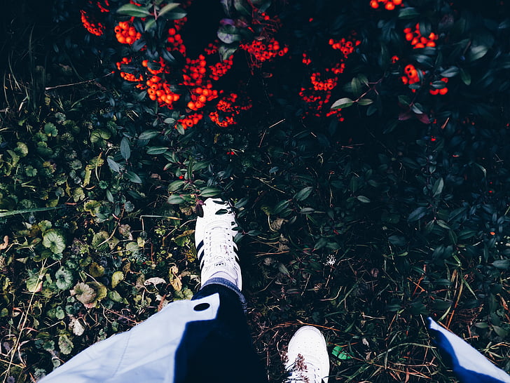 flower, grass, leaves, outdoors, person, shrub, sneakers