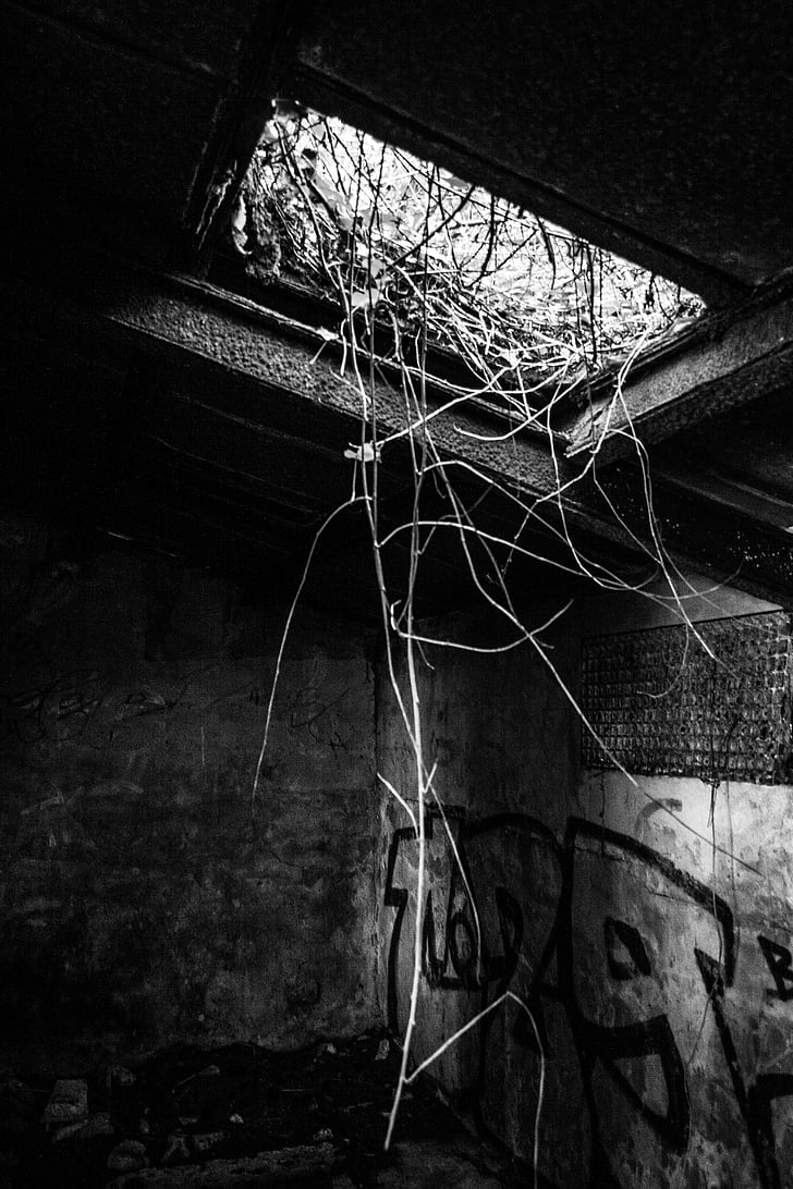 urbex, abandoned, house, plant, ruins, black And White, old