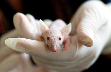 το πείραμα, χέρι, Εργαστήριο, λίγο, ποντίκι, έρευνα, ερευνητής