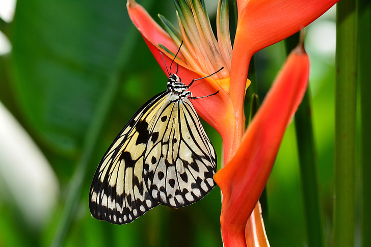 borboleta, ave do paraíso, flor, jardins, Flora, planta, inseto