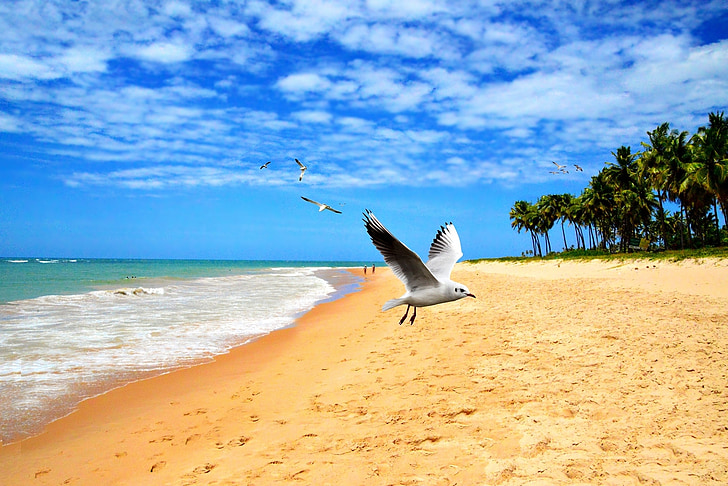 pláž, orla, březen, oceán, vlna, písek, Příroda