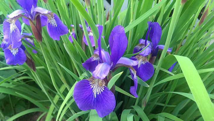 Mini iris, kwiat, fioletowy, ogród, odkryty, kwitnienia, ogrodnictwo