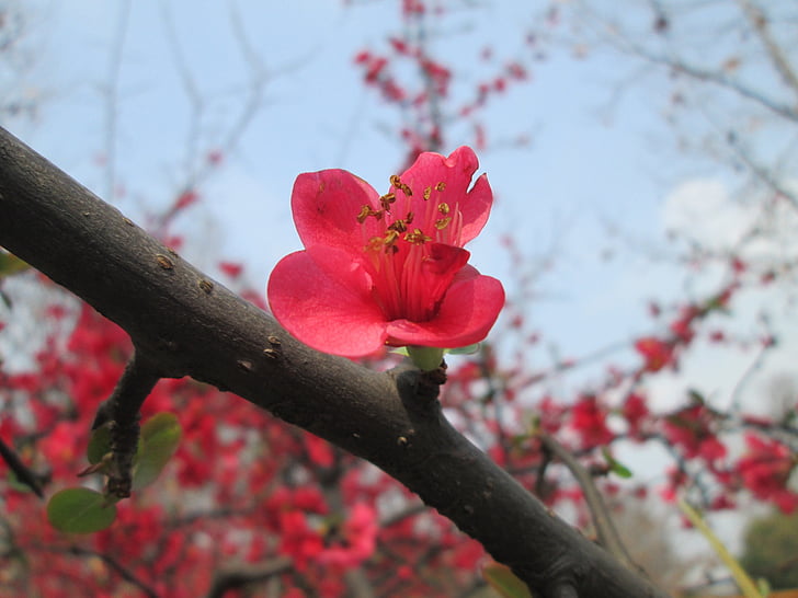 Park, Begonia, rosa, anlegget, rød, natur, blomst