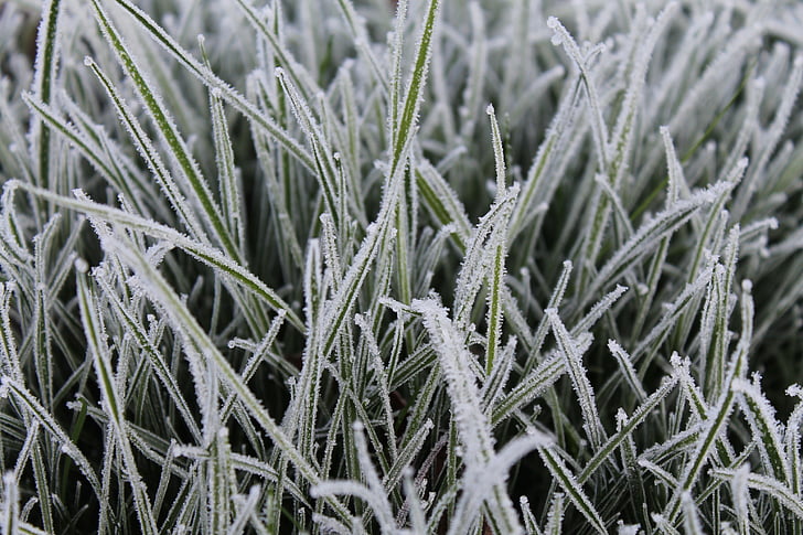 gräs, Frost, bakgrund, kalla, naturen, vinter, Ice