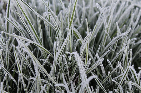 трава, іній, фоновому режимі, холодної, Природа, взимку, лід