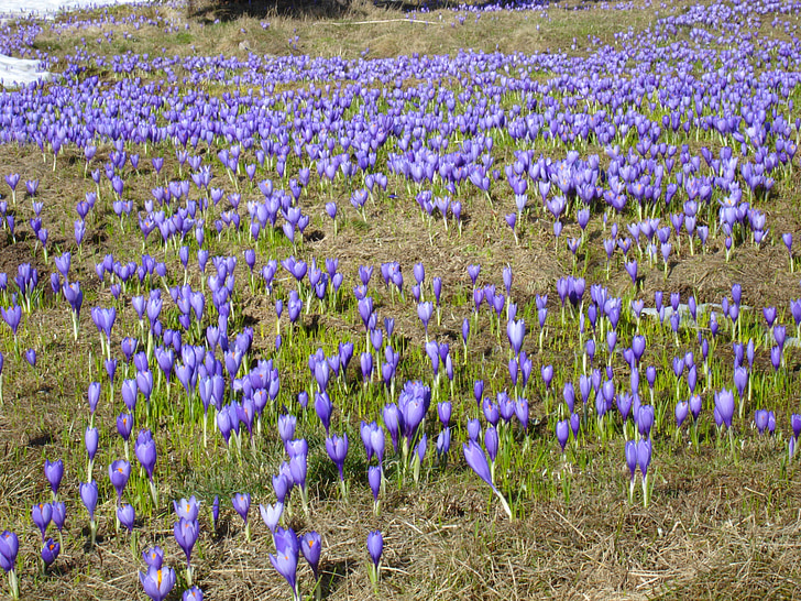 crocuses, flowers, purple, spring