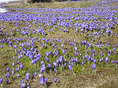 Crocus, fleurs, Purple, printemps
