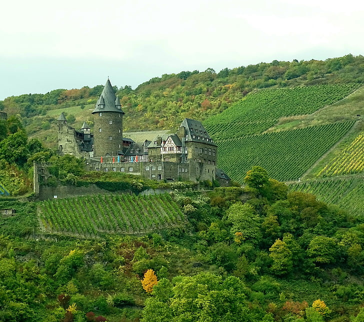 vinogradi, Rajna, priroda, Njemačka, Prikaz, vino, krajolik