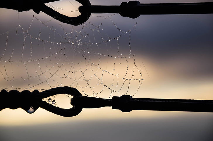 silhouette, spiderweb, dew, water, black, nature, chain