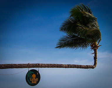 Дерево пальмы, щит, праздник, пляж, пляжи, тропический, Пальма